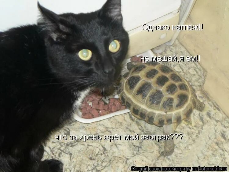 наглеж. доедав кусок. наглеж. животные с юмором. баллёж.