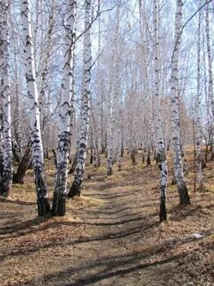 Весной береза что делает