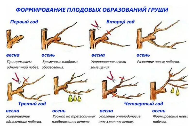 Как подрезать грушу весной