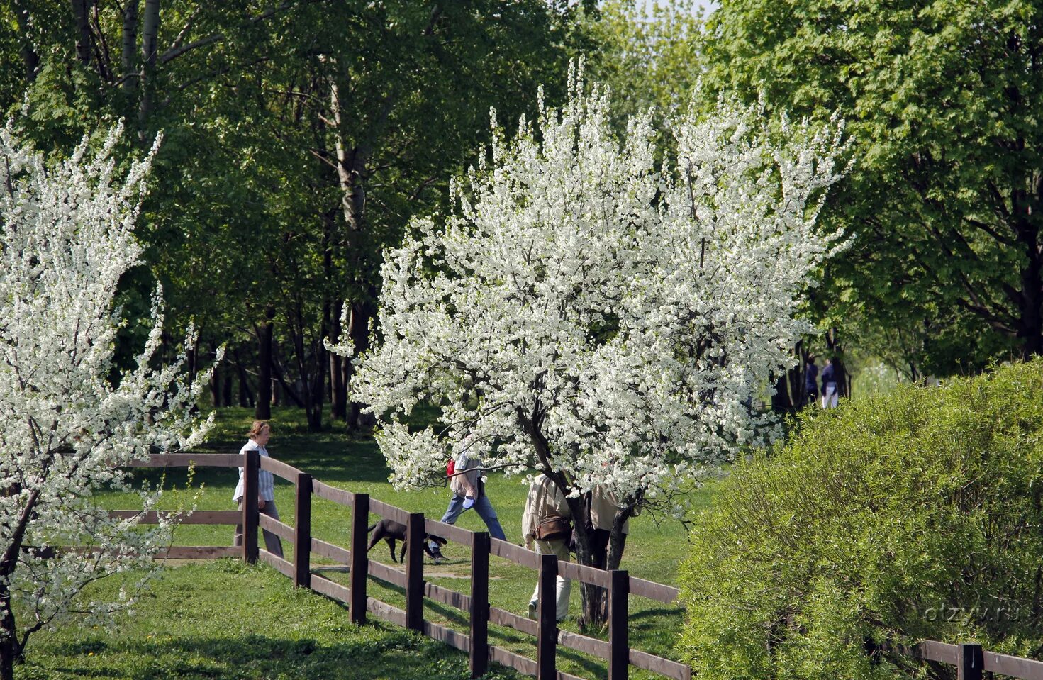 Сегодня в коломенском парке. Москва парк Коломенское май. Коломенский парк сейчас. Парк Коломенское цветение. Коломенский парк в мае.