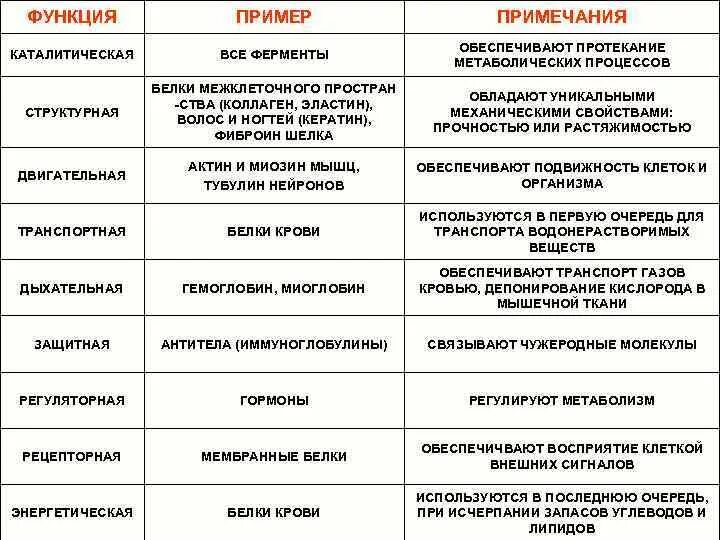 Белок название фермента. Класс белков ферментов таблица. Таблица биологические функции белков ферментативная химия. Примеры ферментов белков и их функции. Белки ферменты таблица.