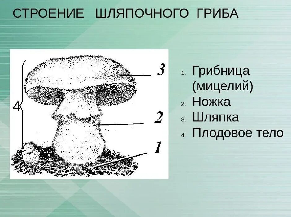 Строение плодового тела шляпочного гриба. Рассмотрите рисунок строение шляпочного гриба. Строение шляпочного гриба рисунок. Строение шляпочного гриба строение.