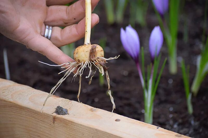 Крокус Шафран посевной. Sativus Saffron Крокус. Рокус (Шафран) посевной (Crocus sativus). Zafaron Shafran посевной Crocus sativus. Рассада шафрана