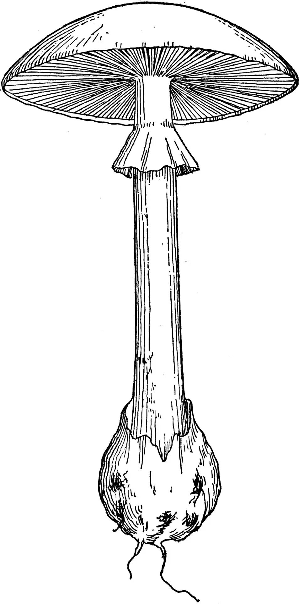 Как пишется поганка. Бледная поганка ядовитый гриб 2 класс. Гриб двойник бледной поганки. Как пишется поганка. Опасный гриб бледная поганка.