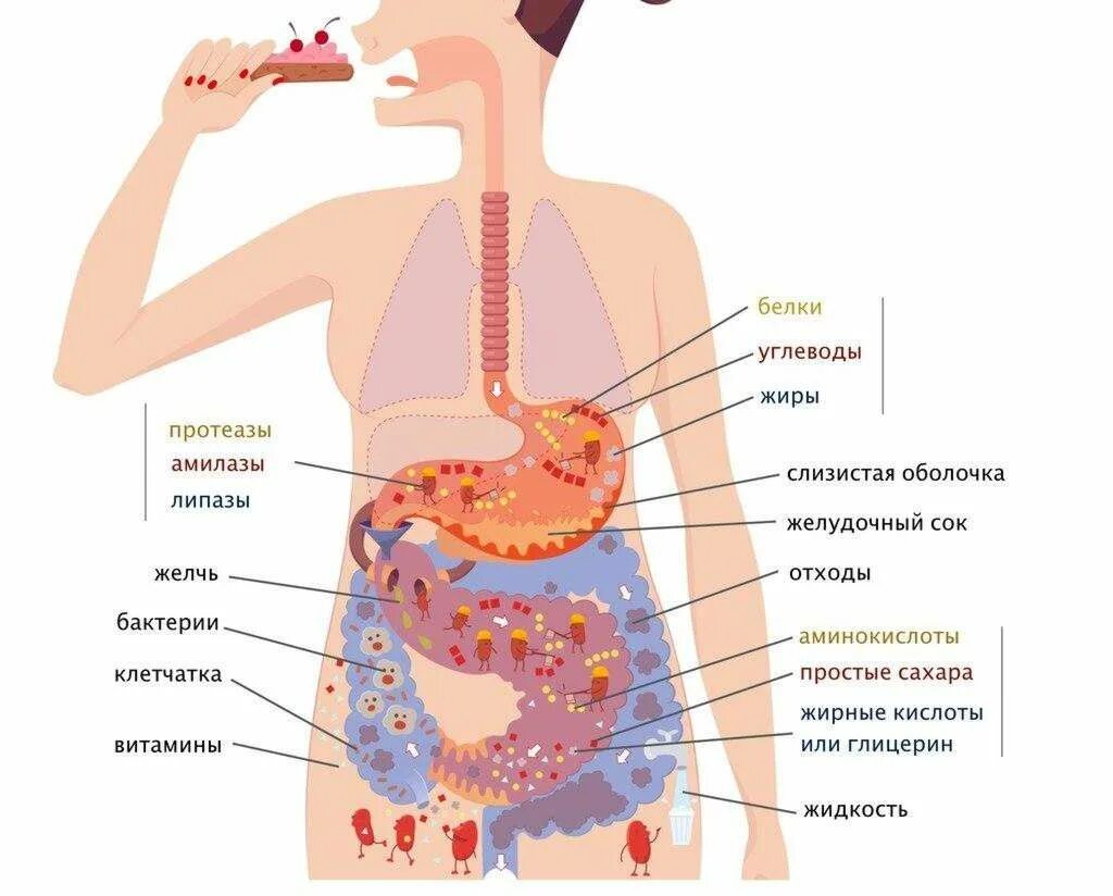 Как переваривается пища в желудке человека. Путь еды по пищеварительной системе человека. Как переваривается пища. Сколько переваривается еда. Пищеварительная система и процесс пищеварения.