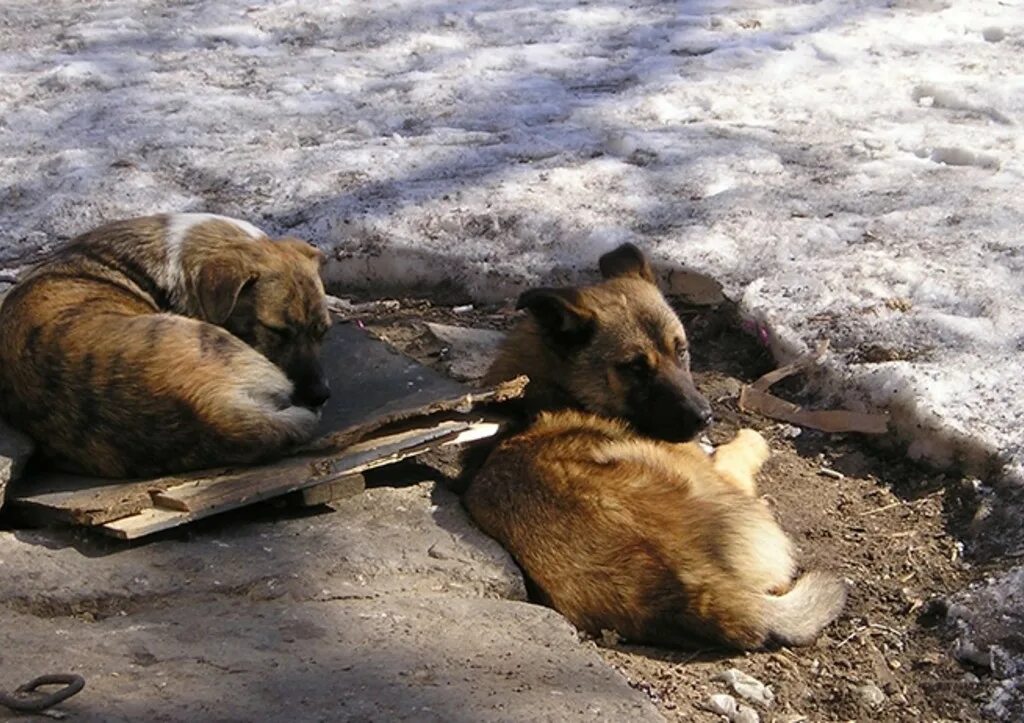Забайкальский край собаку