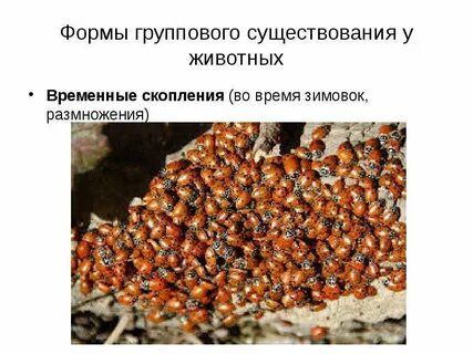 Условия размножения популяции