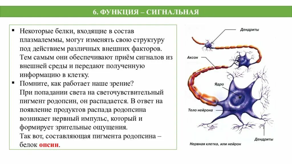 Белки механическая функция. Сигнальная функция белков. Сигнальная функция белков мембраны. Сигнальная функция белка. Сигнальные белки функции.