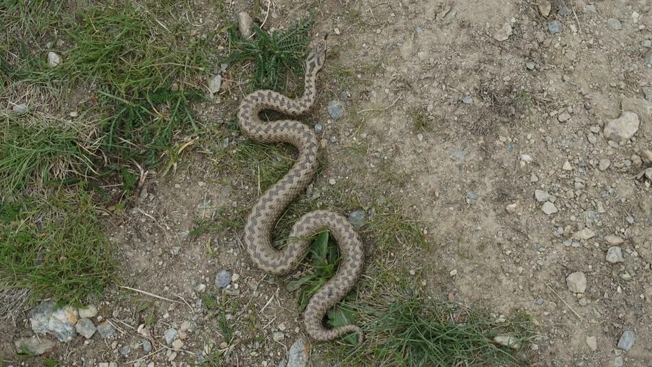 Um monte de cobra se arrastando no parque do campo, direto logo 10 cobras em um 