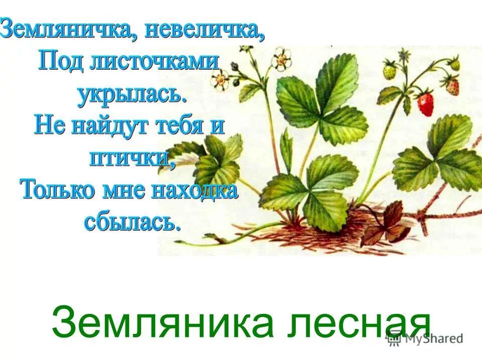 Формула земляники лесной. Цветок земляники формула цветка. Цветок и плод земляники лесной. Земляника стилизация. Формула земляники лесной.