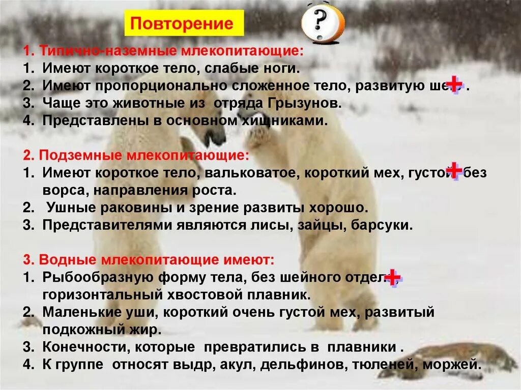 Типичные млекопитающие. Экологические группы млекопитающих. наземные млекопитающие. типично наземные млекопитающие имеют. признаки наземных млекопитающих.
