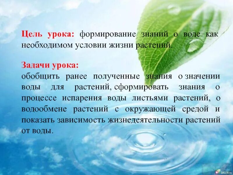 Цель воды. Роль воды в жизни растений. Значение воды для растений. Значение воды в жизни растений. Вода источник жизни растений.