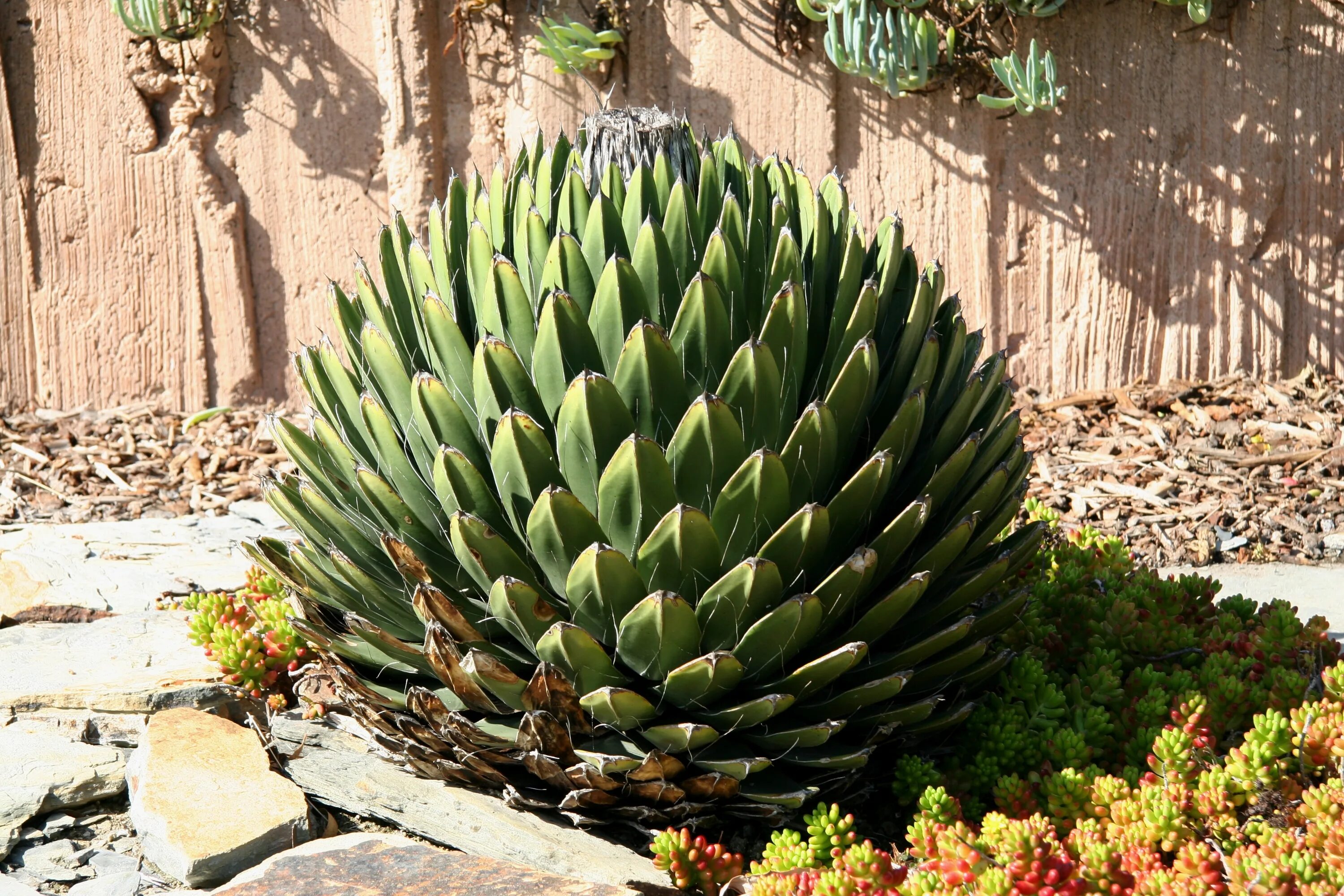 Агава королевы Виктории. Агава карликовая. Агава в Абхазии растение. Agave filifera Mediopicta. Агава особенности растения