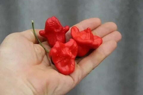 Колокольчики горько