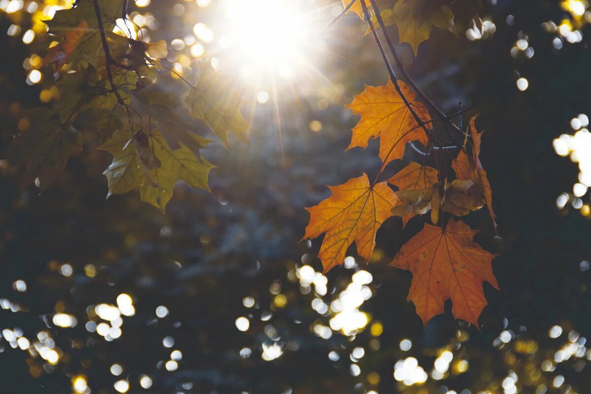 Солнце осенью. Солнечный луч освещал падающие листья с деревьев. Поздняя осень лес закат. Солнечный луч освещал падающие листья с деревьев. Солнце в ветвях осень.