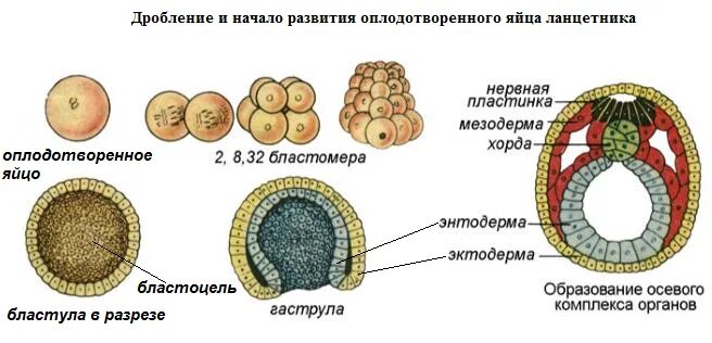 Начальный этап развития оплодотворенного яйца носит название. Зигота бластула гаструла нейрула. Стадии развития эмбрионального развития ланцетника. Ранние стадии эмбрионального развития ланцетника. Этапы эмбрионального развития ланцетника.