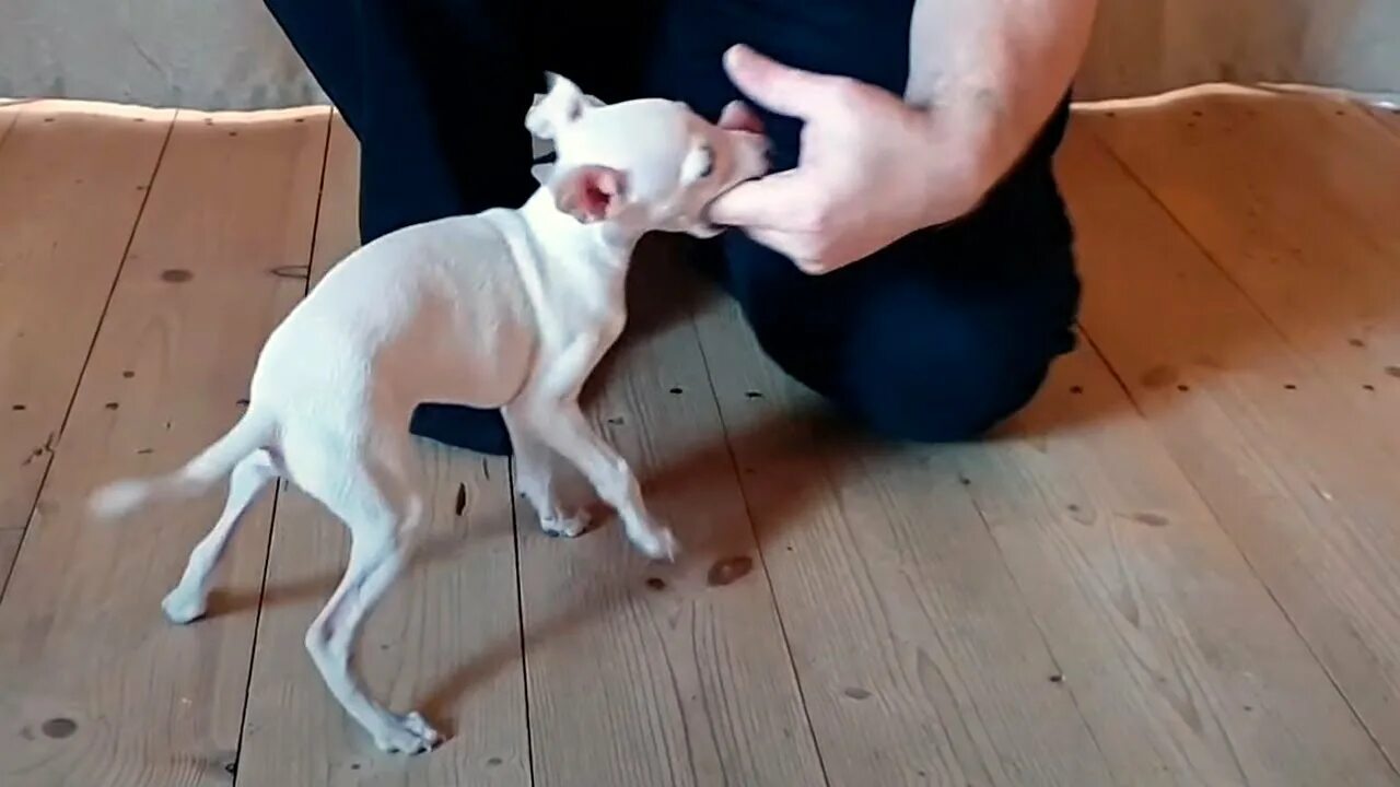 Собака кусает и прыгает