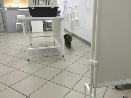 Ветеринарные клиники зеленограда отзывы