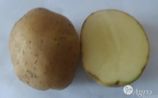 Сорт картофеля лазурит. Лазурит для картофеля. Кусты сорта картофеля лазурит. Лазурит и ранний картофель.