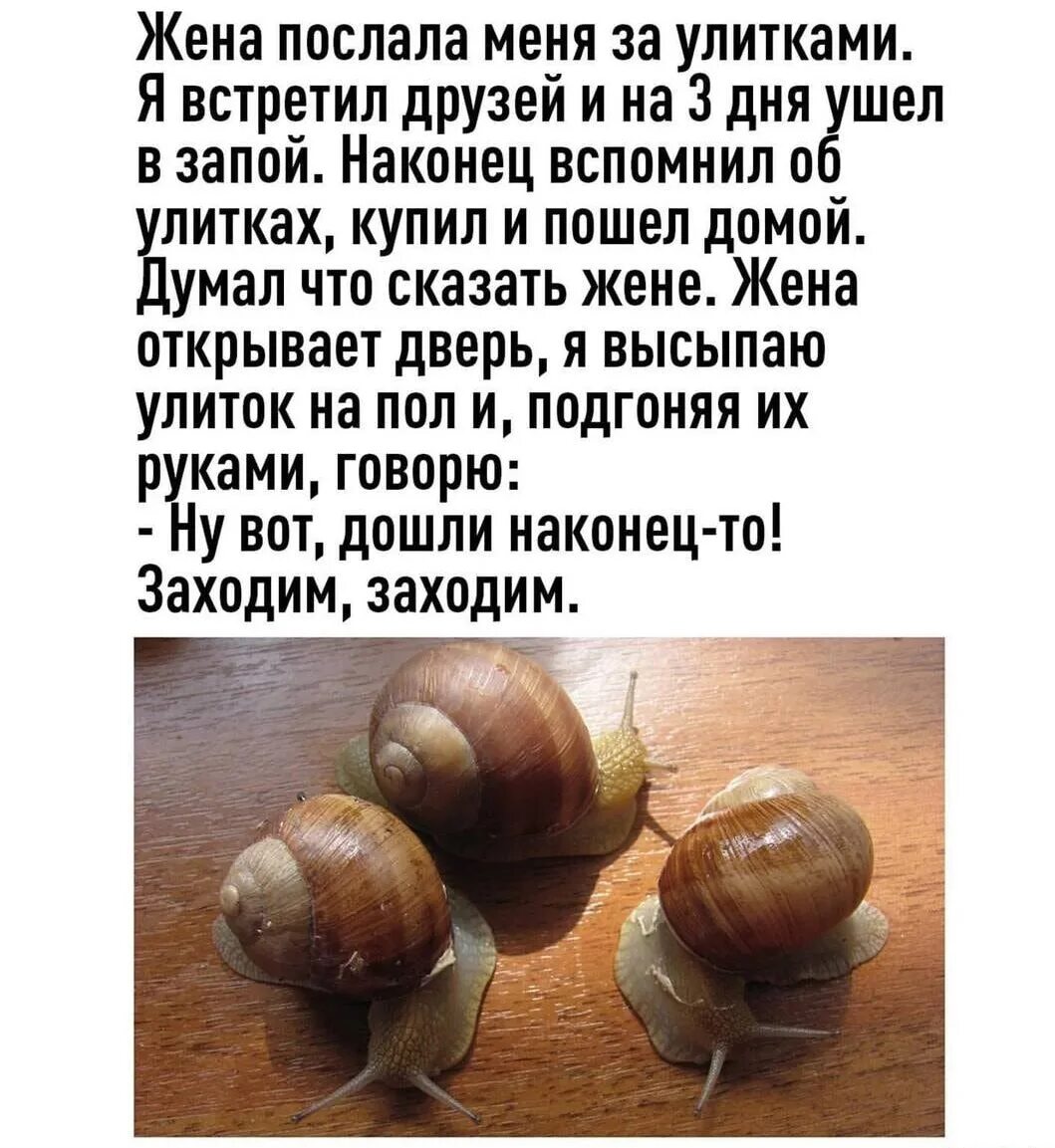 Заходит улитка в бар текст. Анекдот про улитку в баре. шутка про улитку. жена послала меня за улитками. заходит улитка в бар анекдот.
