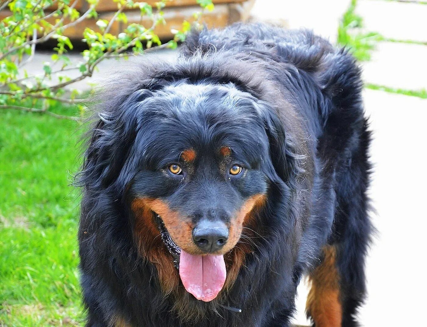 Бурят-монгольский волкодав. Банхар монгольская овчарка. Бурят монгольская порода. Монгольский волкодав банхар. Бурят монгольская порода.