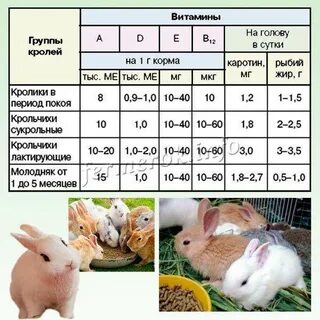 Сколько лет кролику