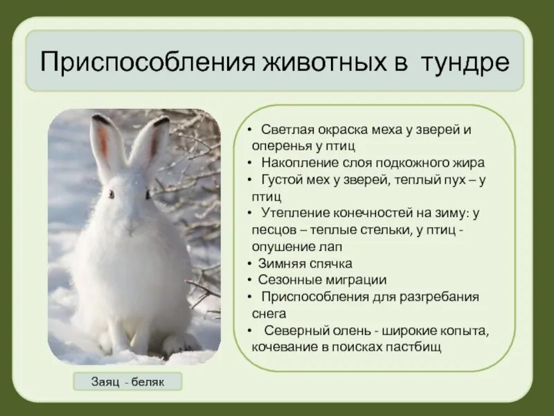 Как приспособились к тундре