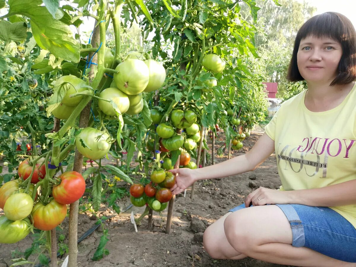 Садовод из рязани ольга фомичева. Огородник из рязани последние. Огородник из рязани ольга фомичева сорта томатов. Семена томатов из рязани ольга фомичева. Ольга фомичева огородник.