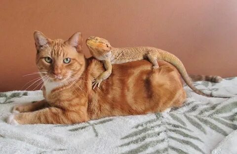 Кот хамелеон
