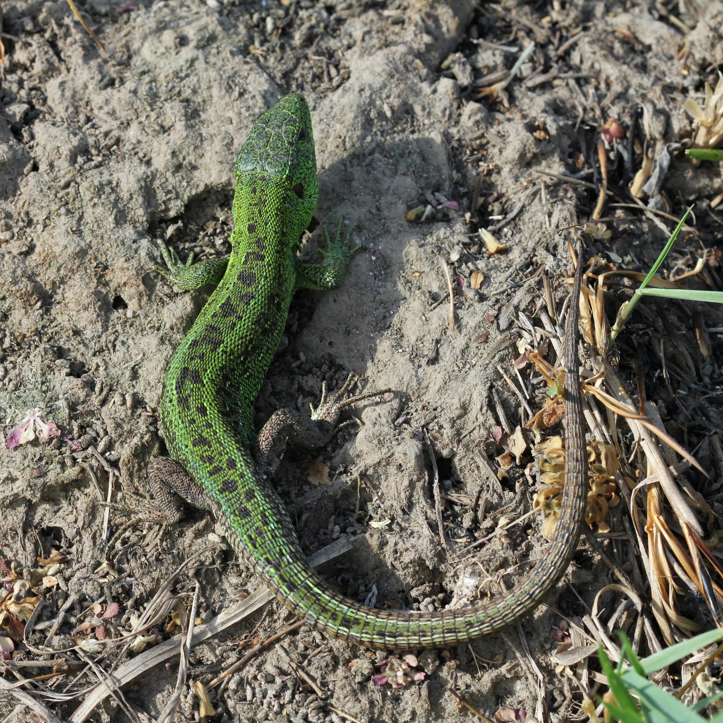 Признаки ящерицы прыткой. Lacerta Agilis. Прыткая ящерица самец и самка. Ящерица прыткая Тритон. Самец Lacerta Agilis.