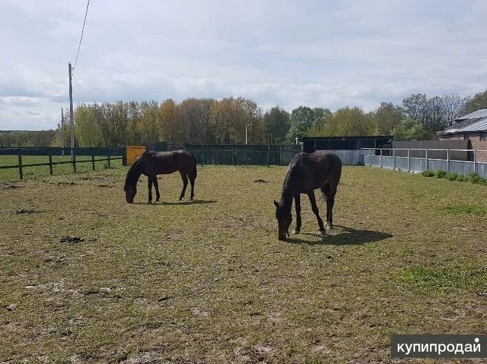 Владелец конюшни. Коломенское конюшня. Солосцово Коломна. Деревня Солосцово. М.О.Коломенский район д.Солосцово есть ли там конюшня.