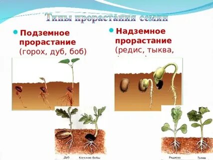 Развития проростка условия для прорастания семян