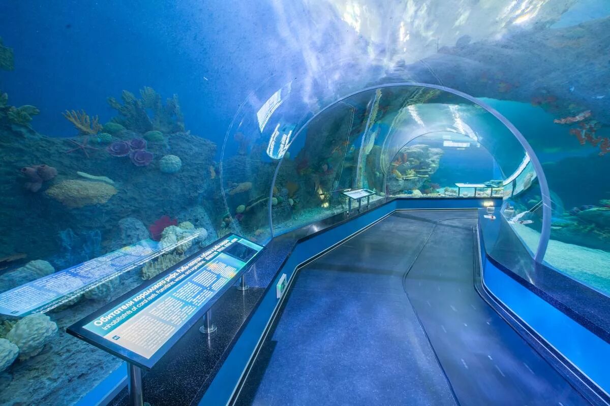 Приморск океанариум. Приморский океанариум. Владивосток аквариум океанариум. Океанариум Владивосток остров. Приморский океанариум подводный тоннель.