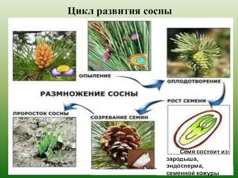 Размножение хвойных шишек. Размножение шишки сосны. Размножение сосны обыкновенной. Цикл размножения сосны. Размножение голосеменных растений.