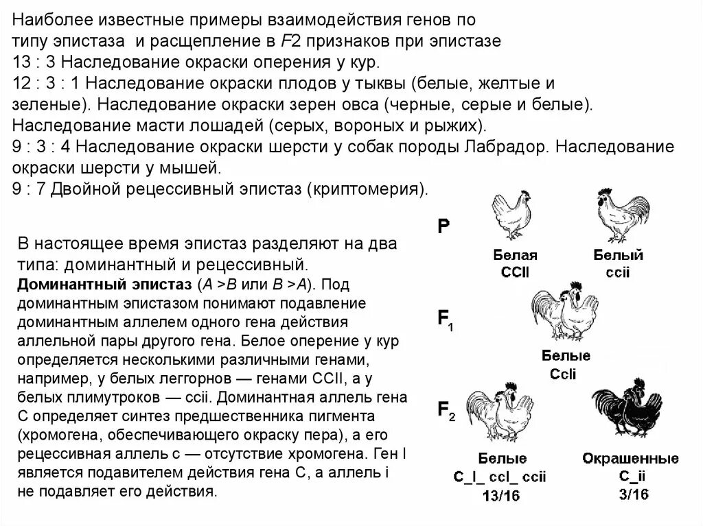 При скрещивании петуха с оперенными