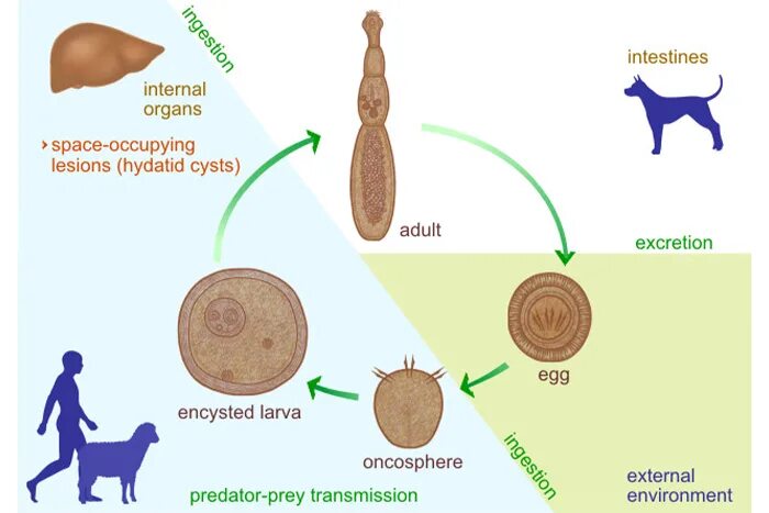Жизненный цикл эхинококка схема. Онкосфера эхинококка. Цикл развития эхинококка. Финна эхинококка строение. Яйцо с онкосферой