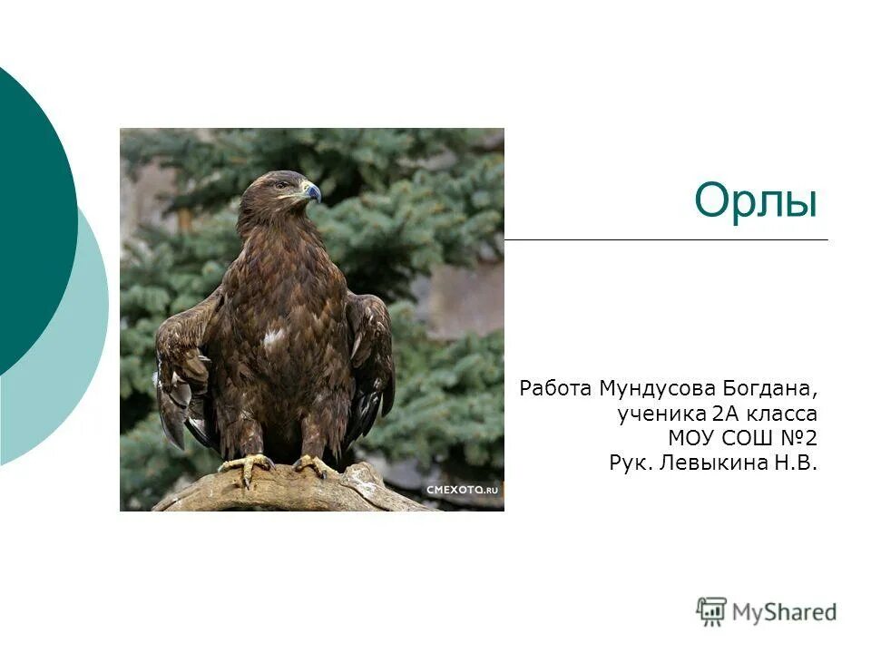 Москва орел работа. Презентация на тему Орлов. Работа в Орле. Срок жизни орла. Доклад на тему орёл.