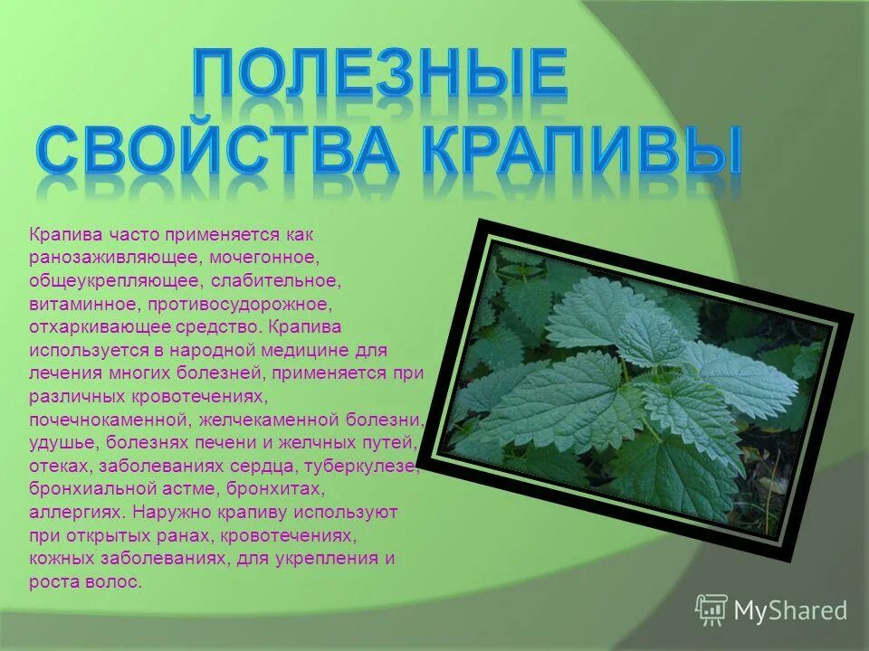 Значение крапивы. Крапива полезное растение. крапива для дошкольников. крапива свойства растения. полезные свойства крапивы.