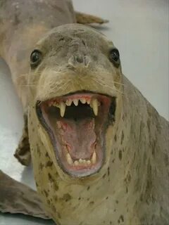 Scary animals