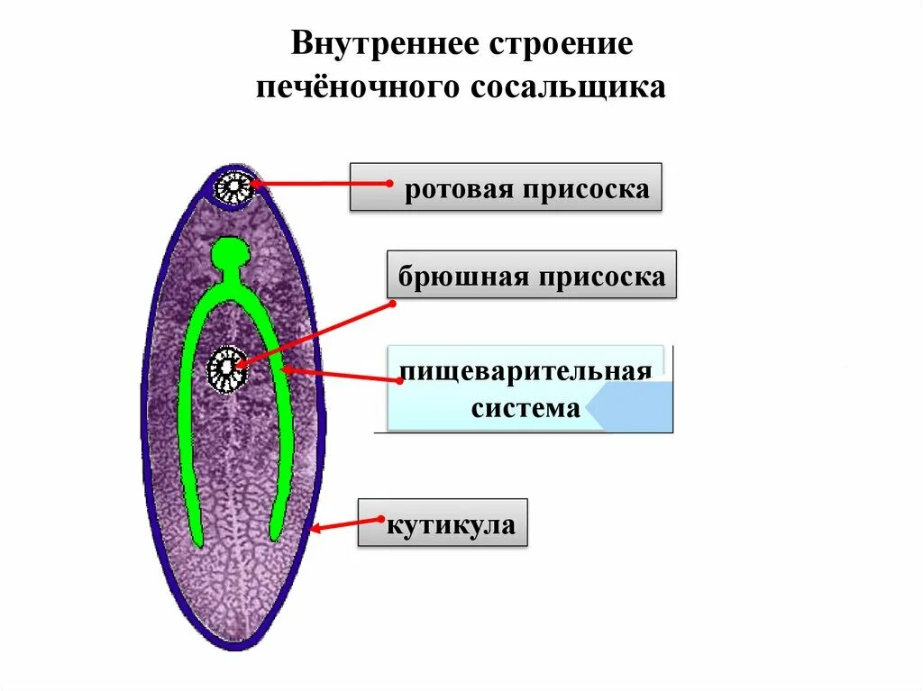 Структуры тела печеночного сосальщика. Строение сосальщиков червей. Печеночный сосальщик схема строения. Печеночный сосальщик структура. Выделение сосальщиков