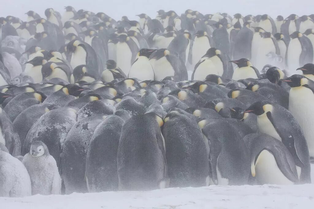 Появление птенцов в колонии пингвинов признак. Миграция пингвинов в Антарктиде. Императорский Пингвин в Антарктиде. Стая пингвинов в Антарктиде. Колония пингвинов в Антарктиде.