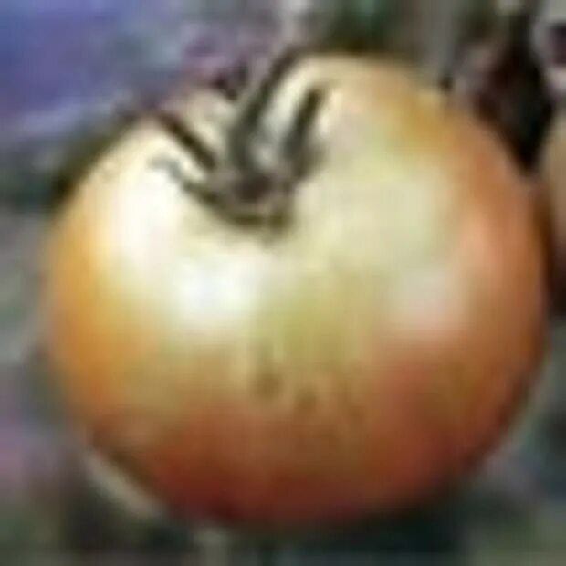 Серая гниль томатов ботритис. Botrytis cinerea томата. Белые пятна на помидорах на плодах. Серая гниль на томатах