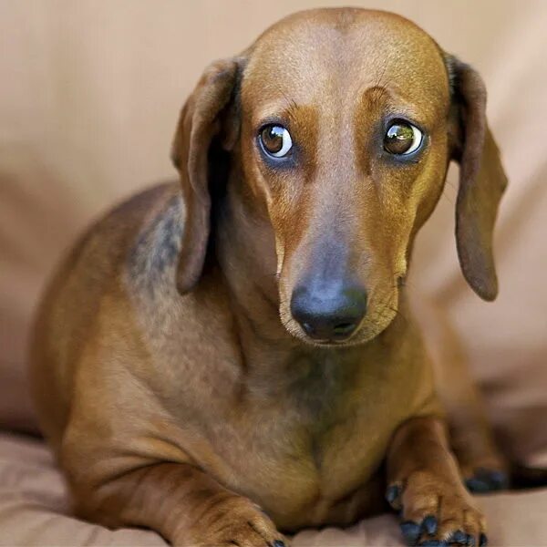 Веселая собака. Такса черная большая. Хитрая такса. Мордашка таксы. Симпатичная мордочка таксы.