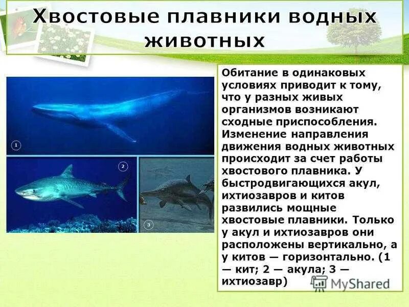 Приспособление организмов к водной среде. Приспособления водных животных. Адаптация организмов к водной среде. Приспособленность организмов к водной среде. Информация о средах обитания