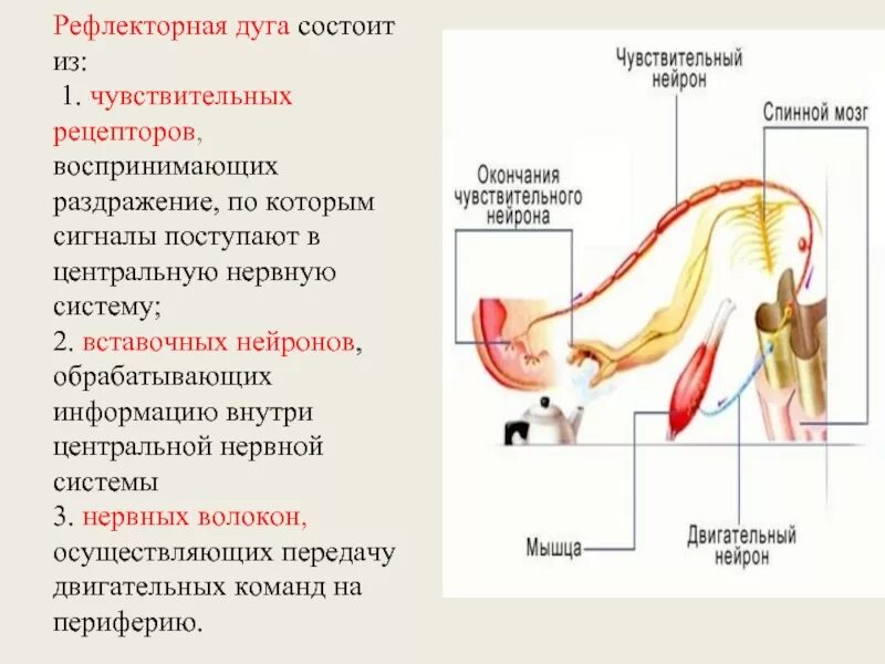 Чувствительное образование воспринимающее раздражение