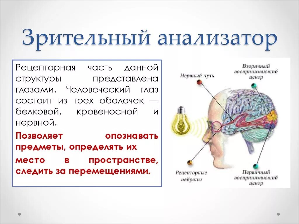 Какие функции выполняет зрительный анализатор