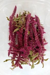 Амарант дзен