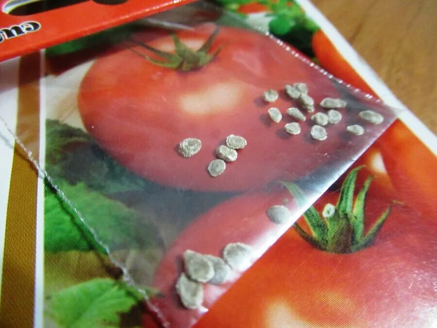 Предпосевная обработка семян томатов. Семена томатов-Рыжик. Семена томатов надрезаю.