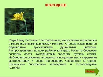 Желтеющую морфологический