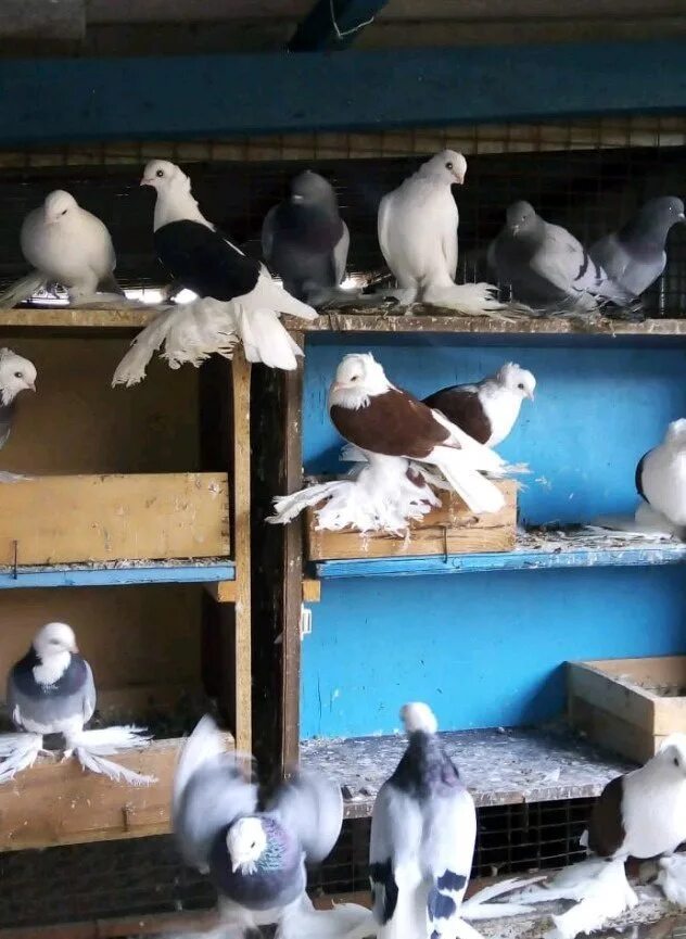 Голуби Ставрополья. Голуби в Ставрополе. Голуби и голубятни Ставрополья. Продается голубей. Куплю голубей оптом